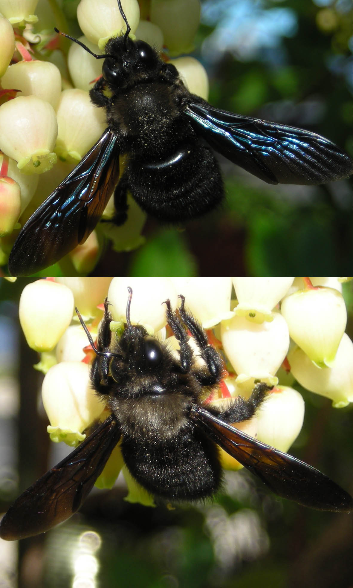 Apidae Xylocopinae: maschio di Xylocopa violacea.